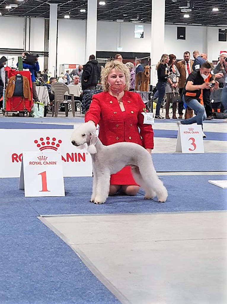 Euro Dog Show 2021 Budapest L'end Show Metti Surprise At Glare 04