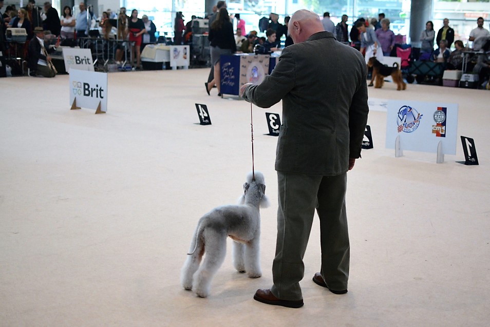 World Dog Show 2021 Brno Helix Garden Calypsa 01