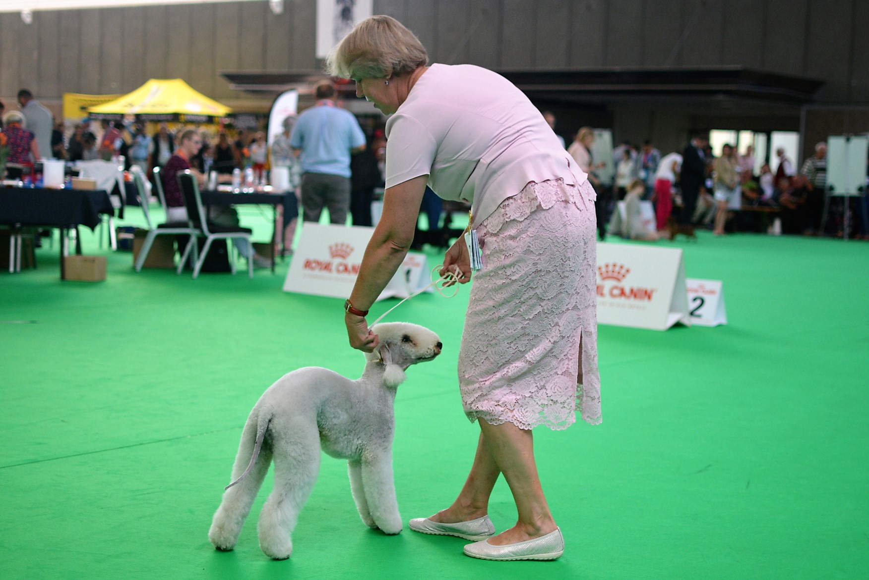 World Dog Show 2018 Saphire Garden Calypsa