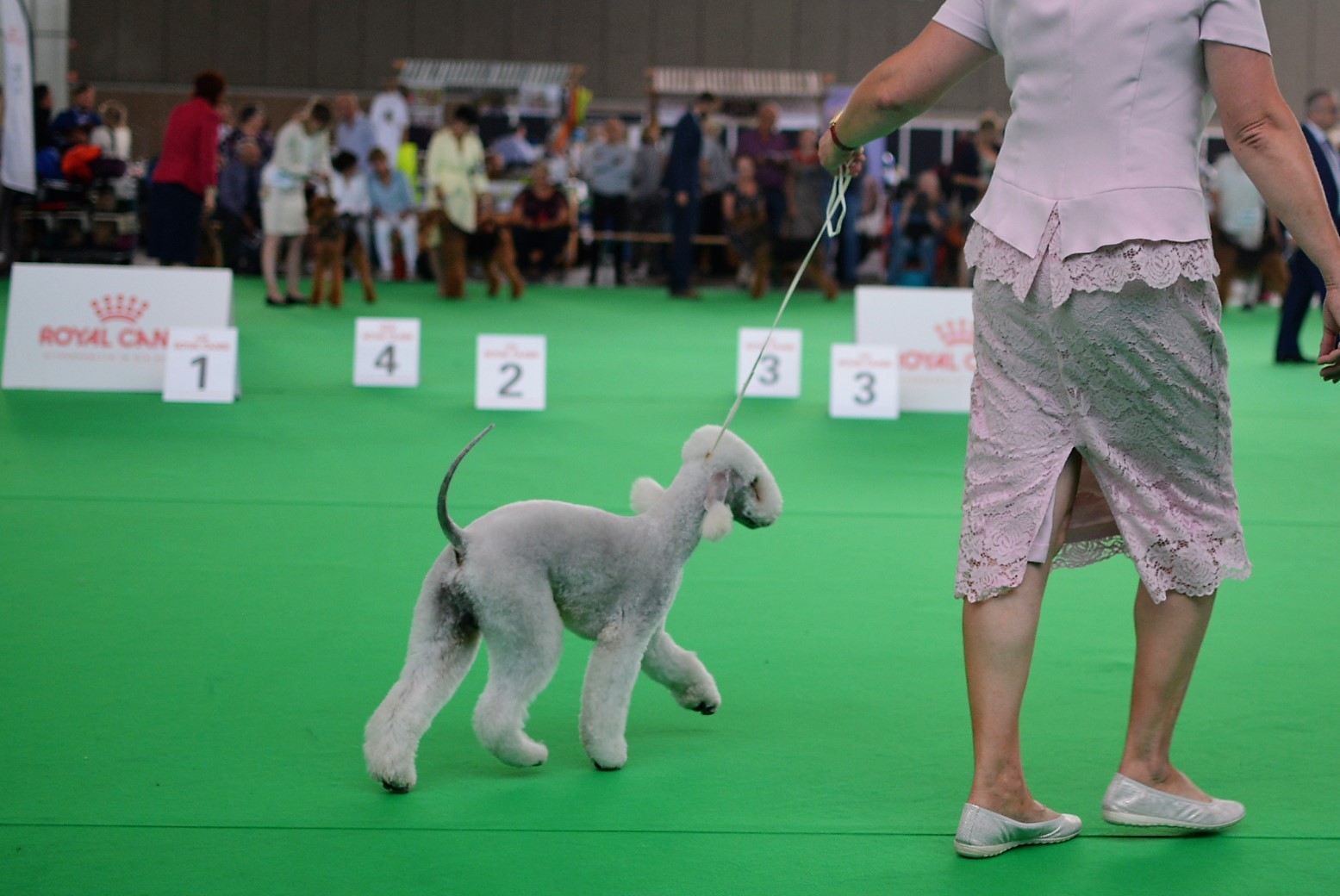 World Dog Show 2018 Saphire Garden Calypsa 3