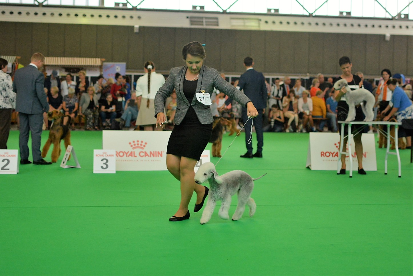 World Dog Show 2018 Olivia Sun Garden Calypsa