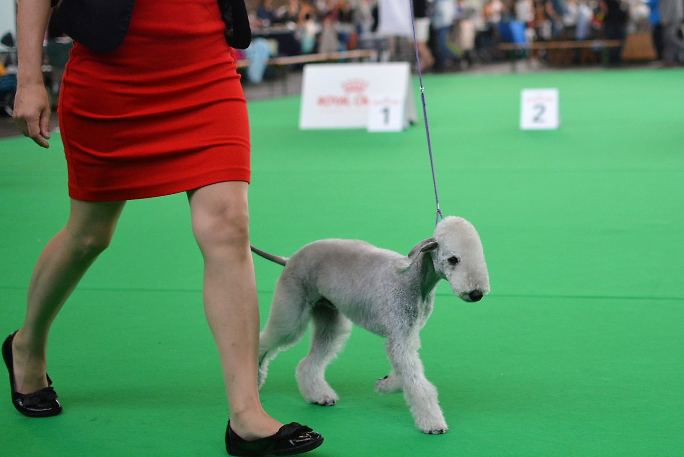 World Dog Show 2018 Waltz Garden Calypsa 2