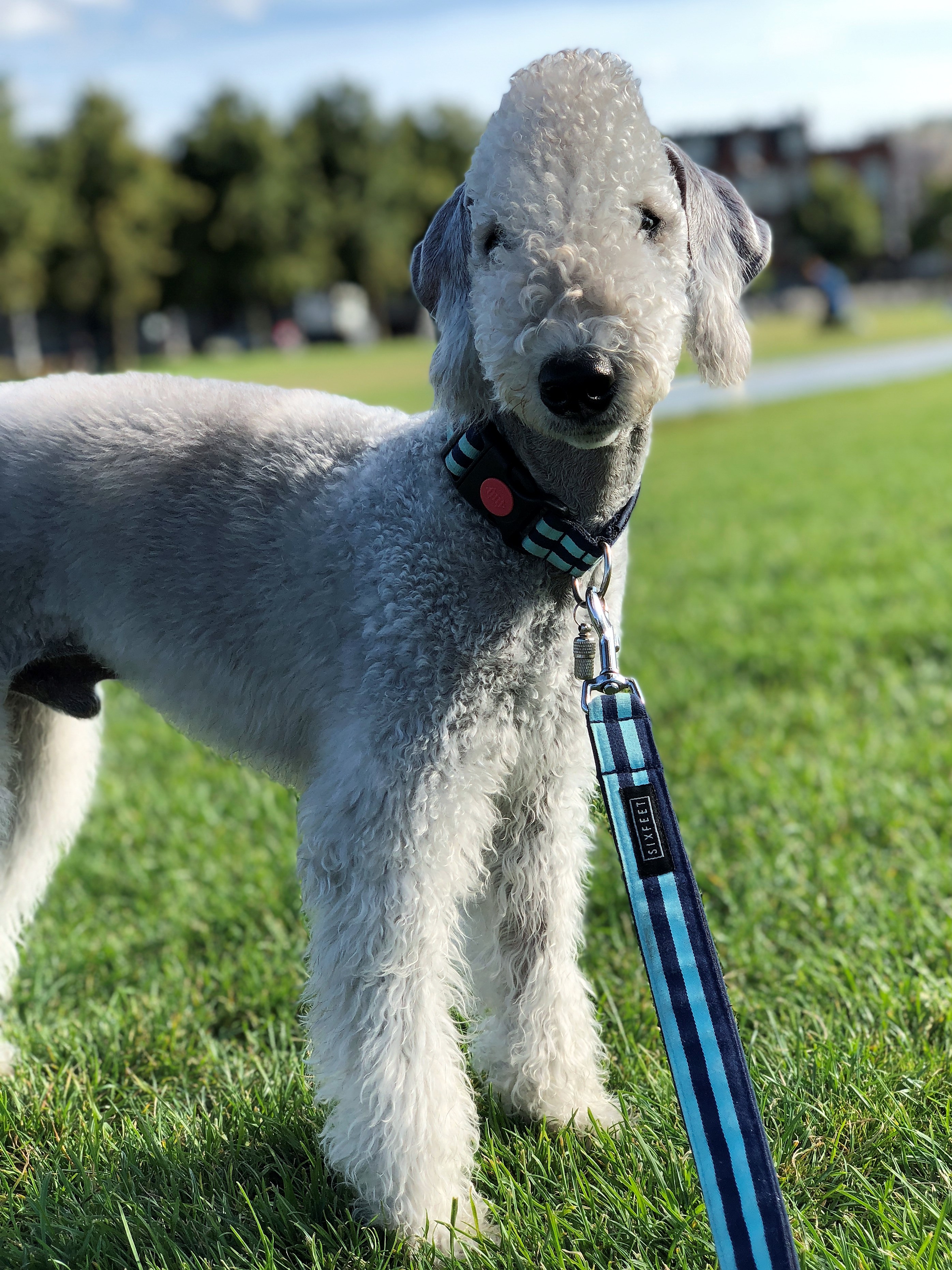 World Dog Show 2018 Waltz Garden Calypsa 3