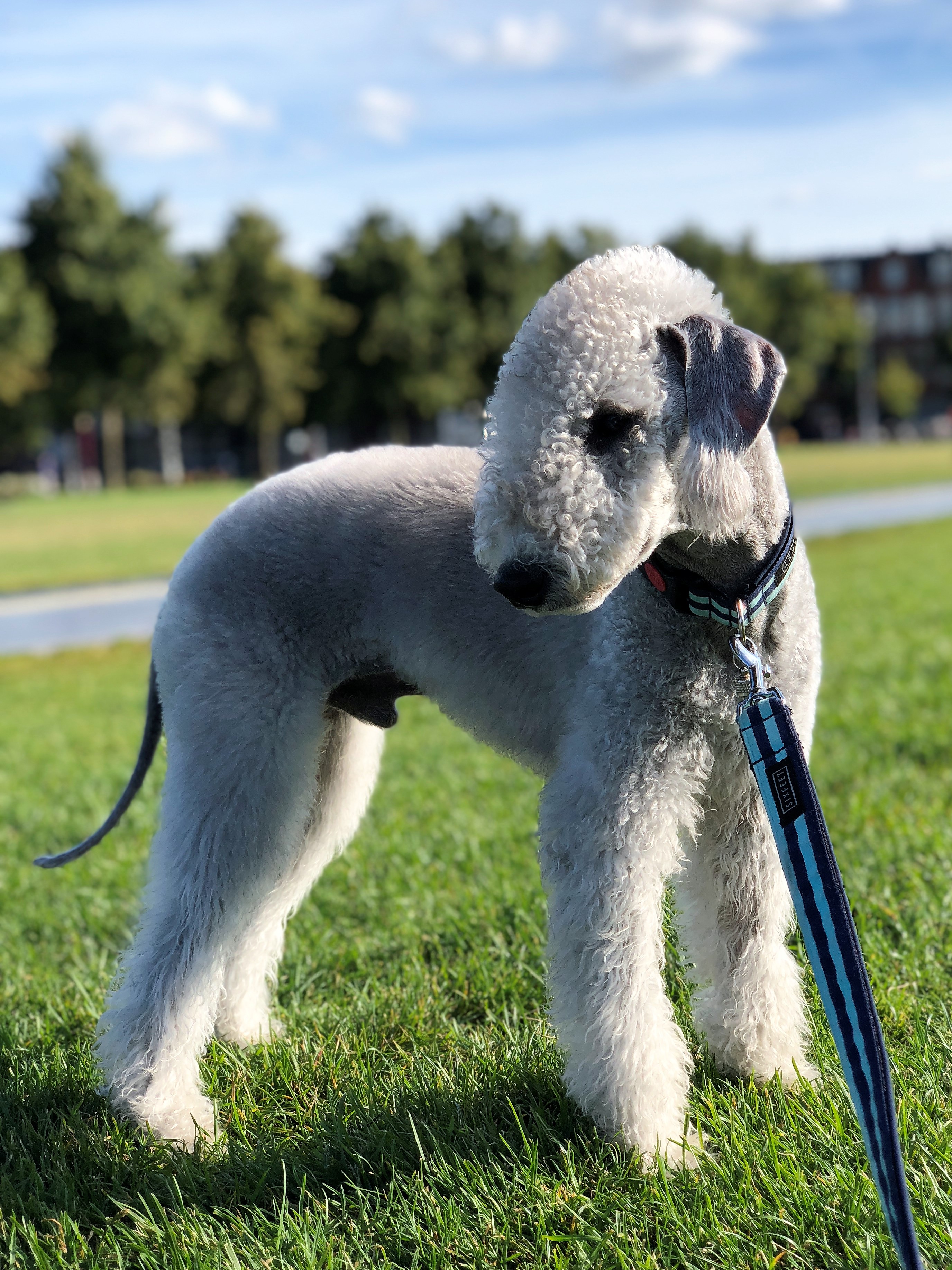 World Dog Show 2018 Waltz Garden Calypsa 4