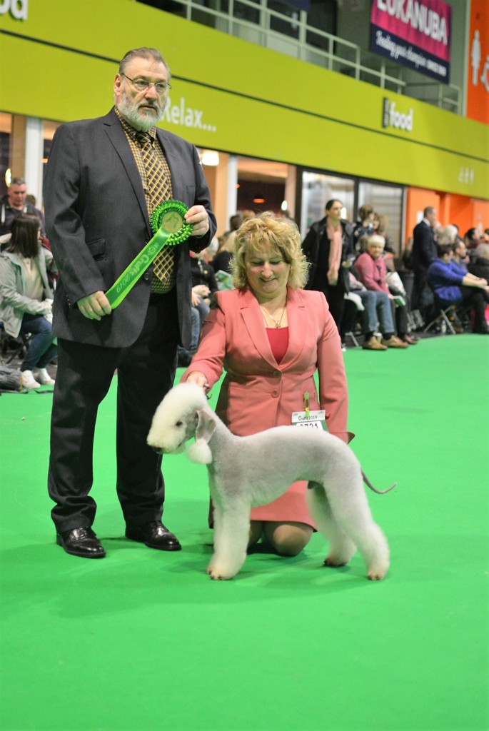 Crufts 2019 Best Of Breed_8.JPG