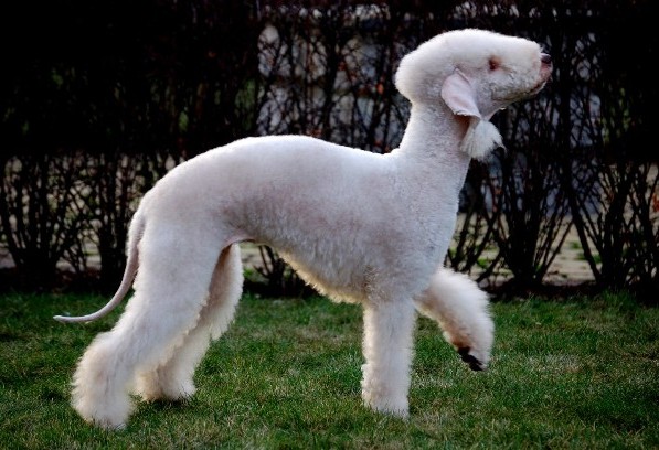 Happy Sheep