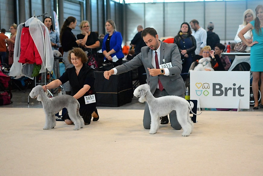 World Dog Show 2021 Brno Woollywood Superhero I. Natasha Romanoff 13