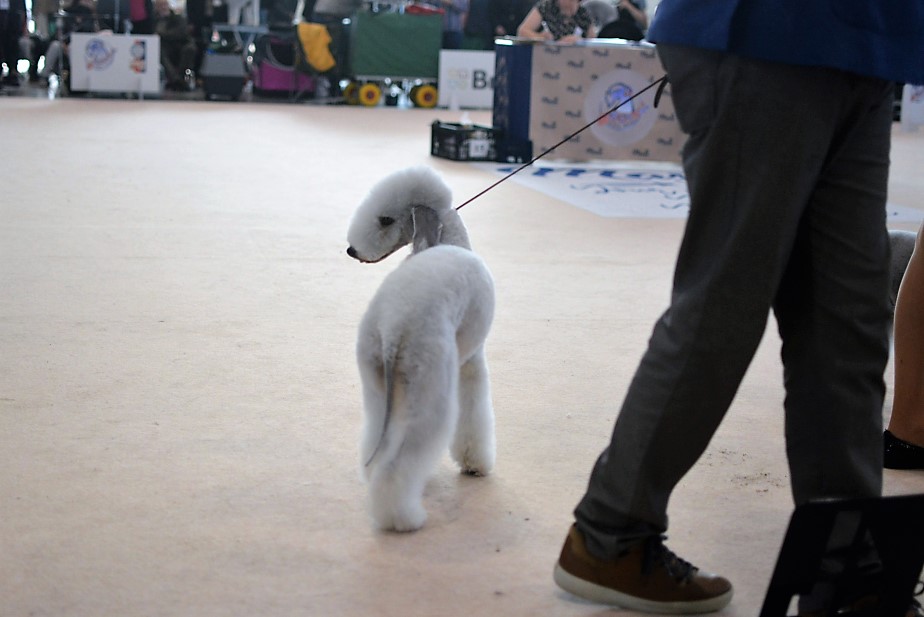 World Dog Show 2021 Brno Woollywood Superhero I. Tony Stark 02