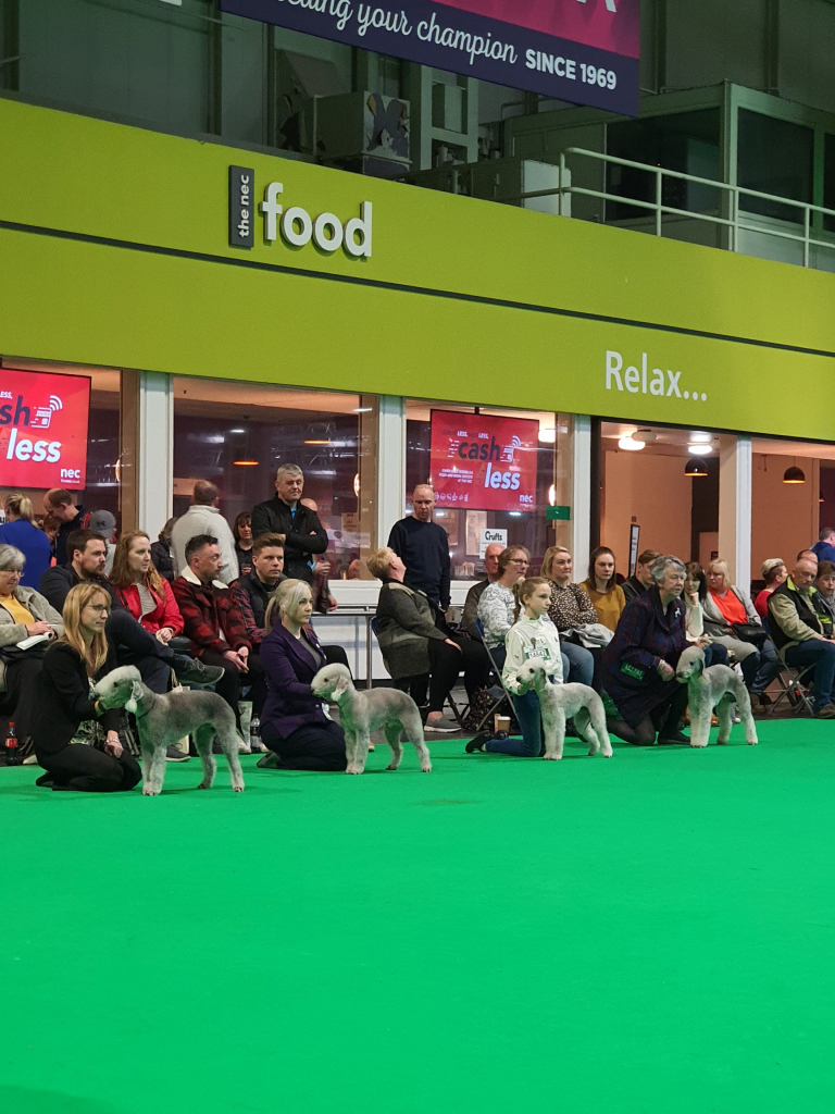 Crufts 2020 Dog Post Graduate Class