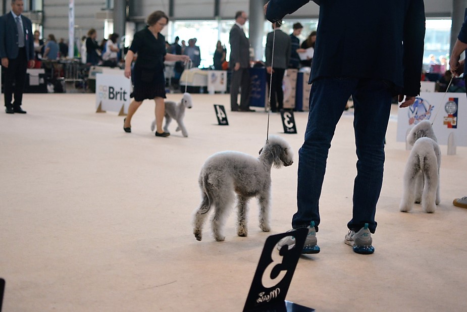 World Dog Show 2021 Brno Ursina Garden Calypsa 02
