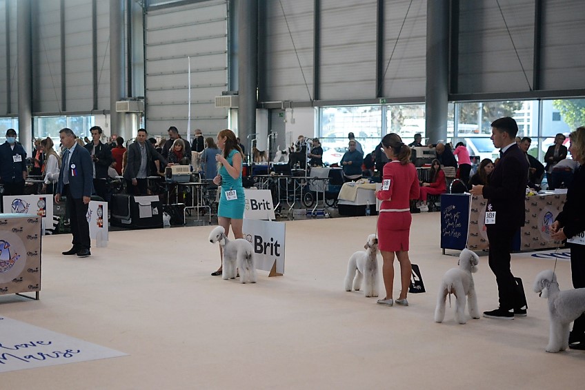 World Dog Show 2021 Brno Orinoco Flow Garden Calypsa 04