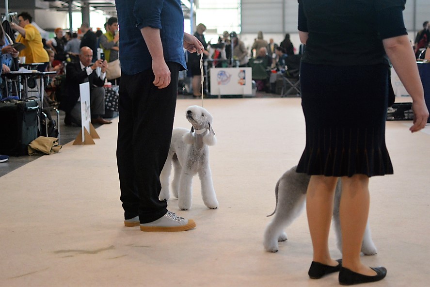 World Dog Show 2021 Brno Salt Of Life Garden Calypsa 09