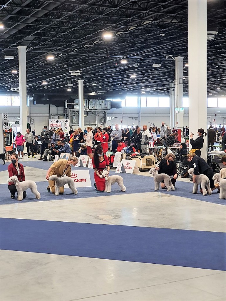 Euro Dog Show 2021 Budapest Bitch Champion Class 03