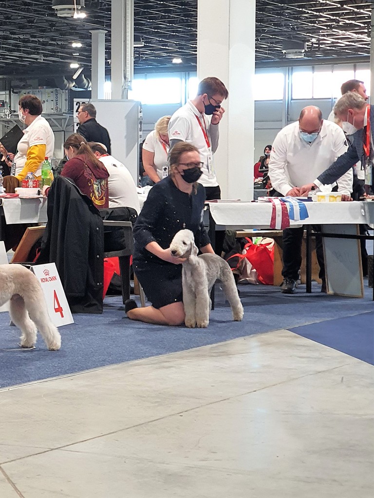 Euro Dog Show 2021 Budapest Toolbox Run Run Run 01