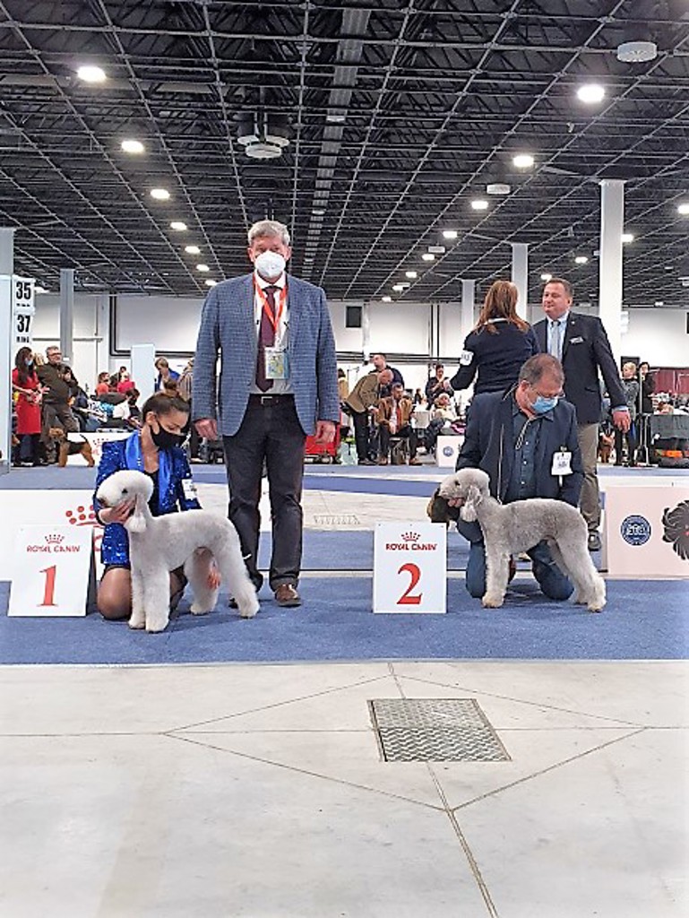 Euro Dog Show 2021 Budapest Dog Open Class 04