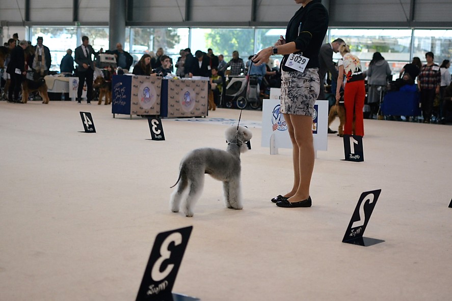 World Dog Show 2021 Brno Waltz Garden Calypsa 10