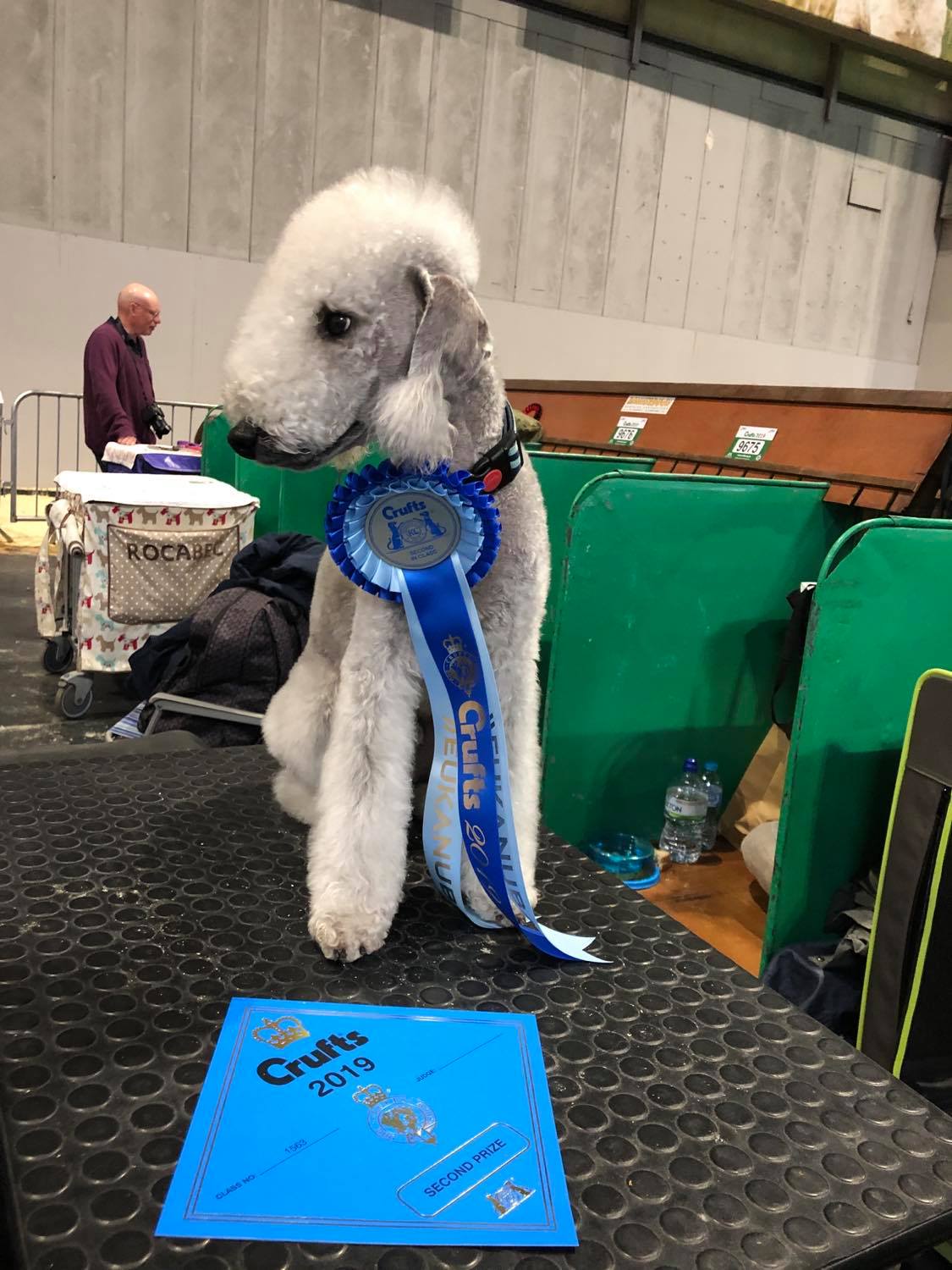 Waltz Garden Calypsa CACIB Crufts