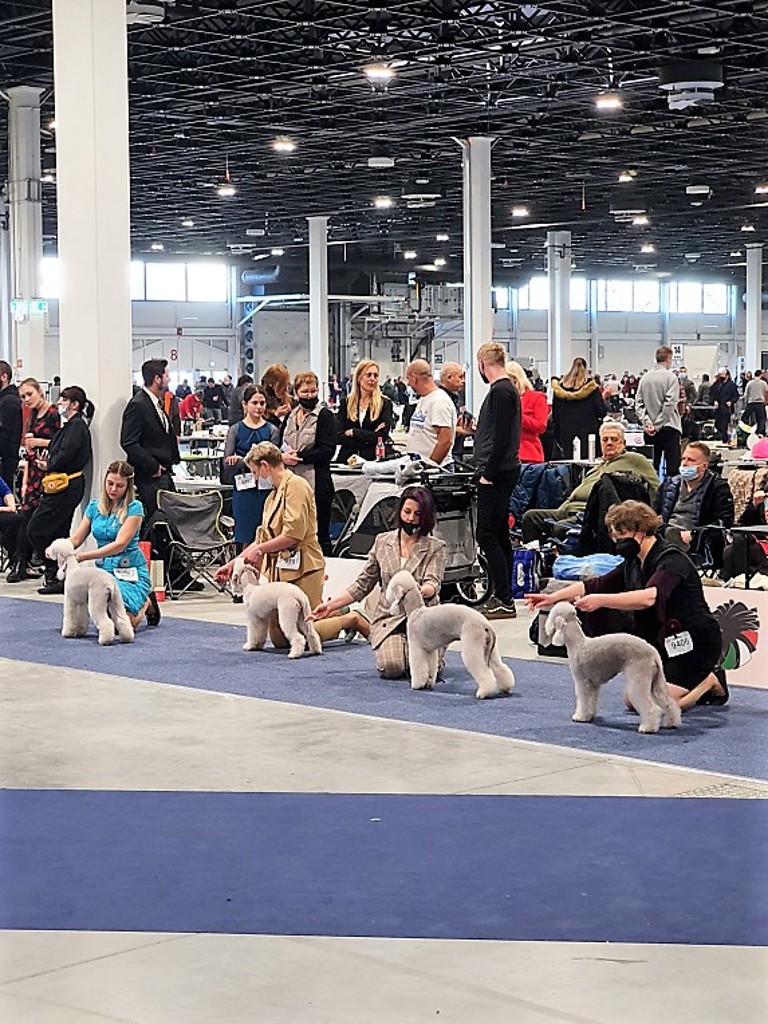 Euro Dog Show 2021 Budapest BOB 06