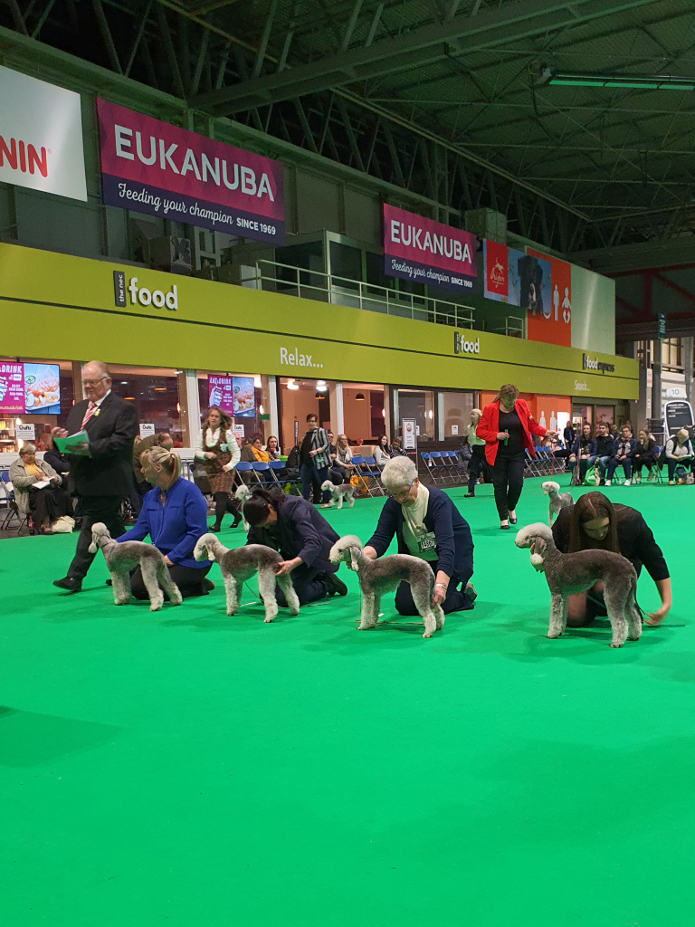 Crufts 2020 Bitch Limit Class Winners