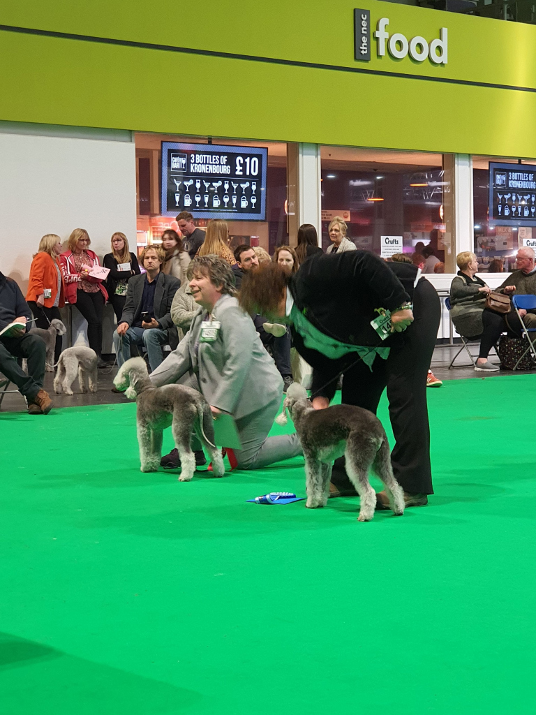 Crufts 2020 Bitch Veteran Class Winners 2