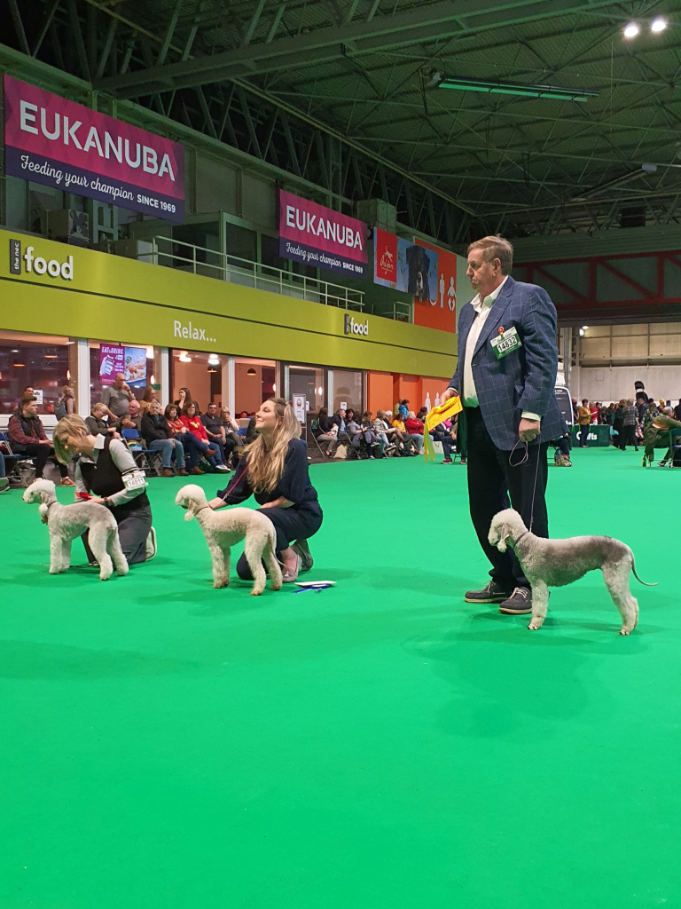 Crufts 2020 Bitch Puppy Class Winners