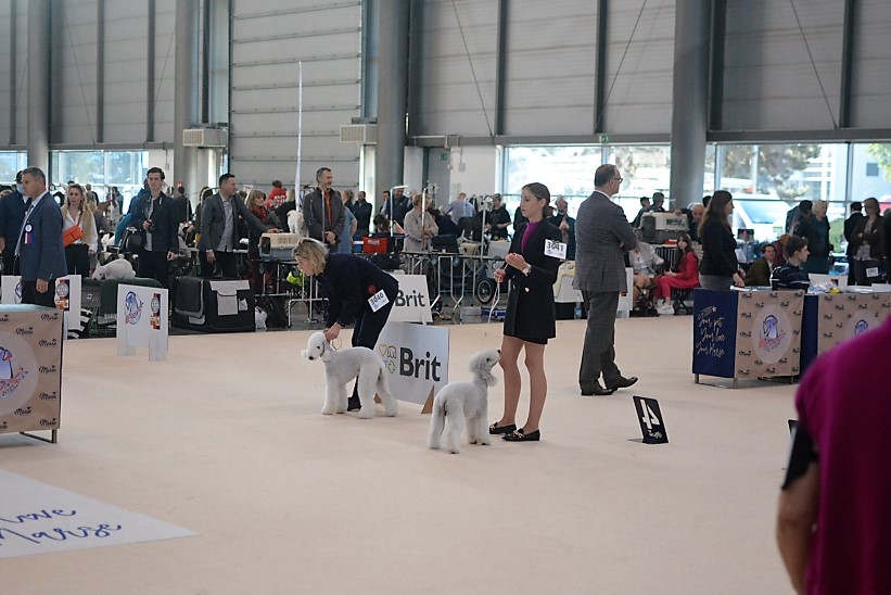 World Dog Show 2021 Brno Woollywood Superhero II. Peter Quill 06