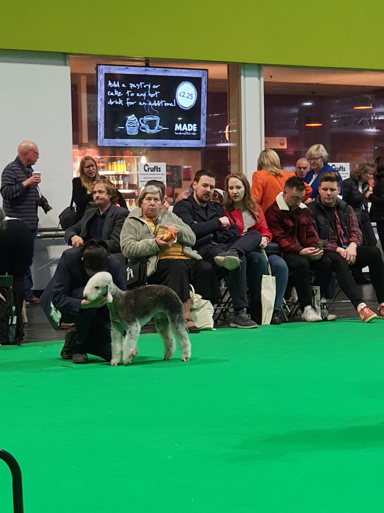 Crufts 2020 Dog Veteran Class