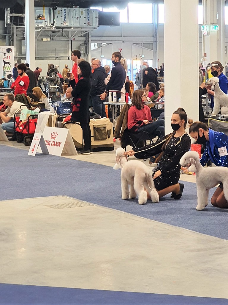 Euro Dog Show 2021 Budapest Magic Mike Mavertigo 01