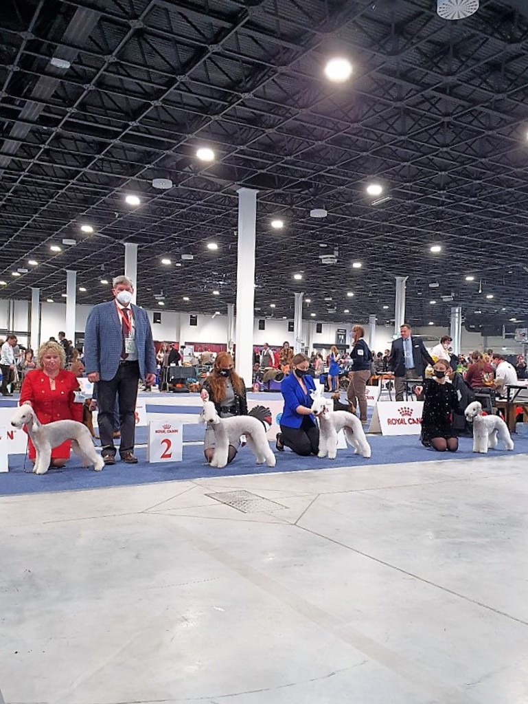Euro Dog Show 2021 Budapest Dog Champion Class 18