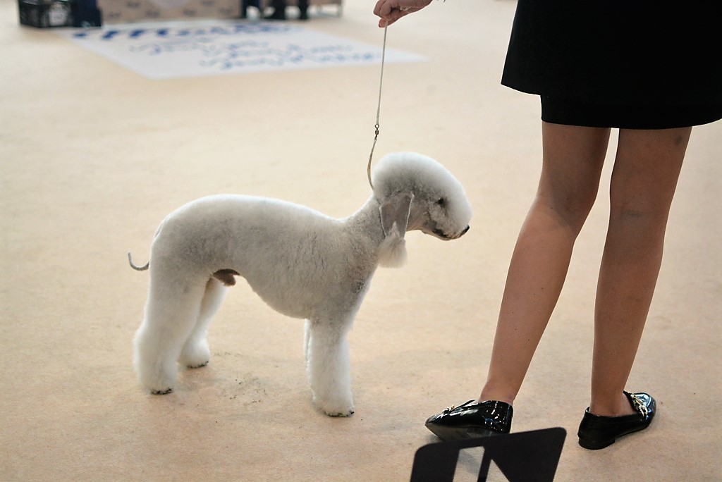 World Dog Show 2021 Brno Woollywood Superhero II. Peter Quill 02