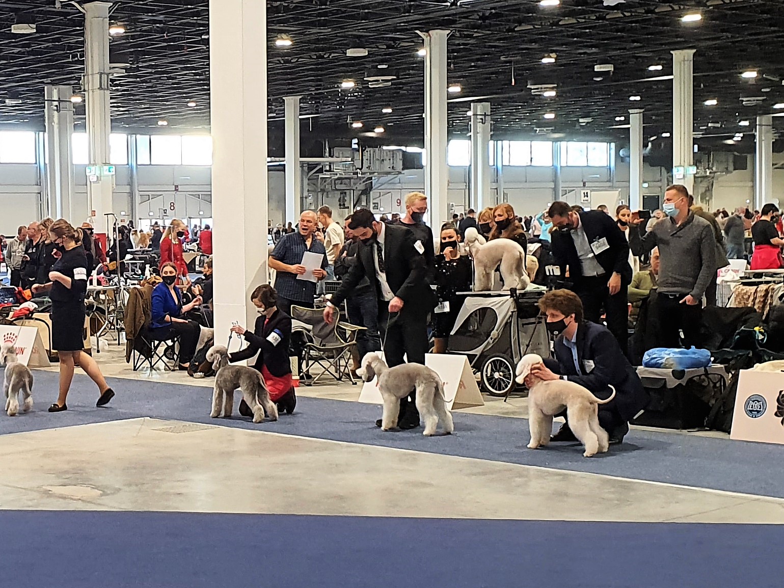 Euro Dog Show 2021 Budapest Woollywood Gothamstars V. Bruce Wayne 01
