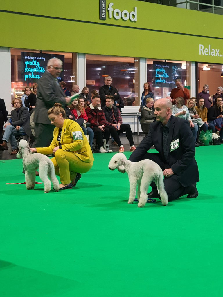 Crufts 2020 Dog Junior Winners