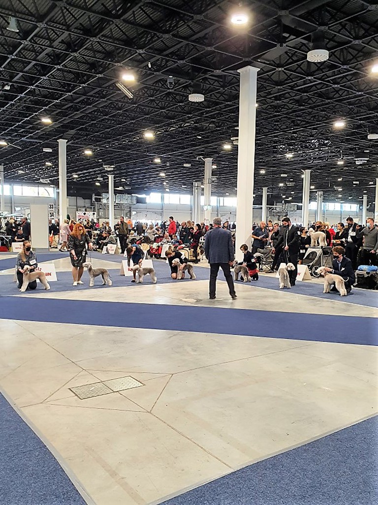 Euro Dog Show 2021 Budapest Dog Puppy Class 02
