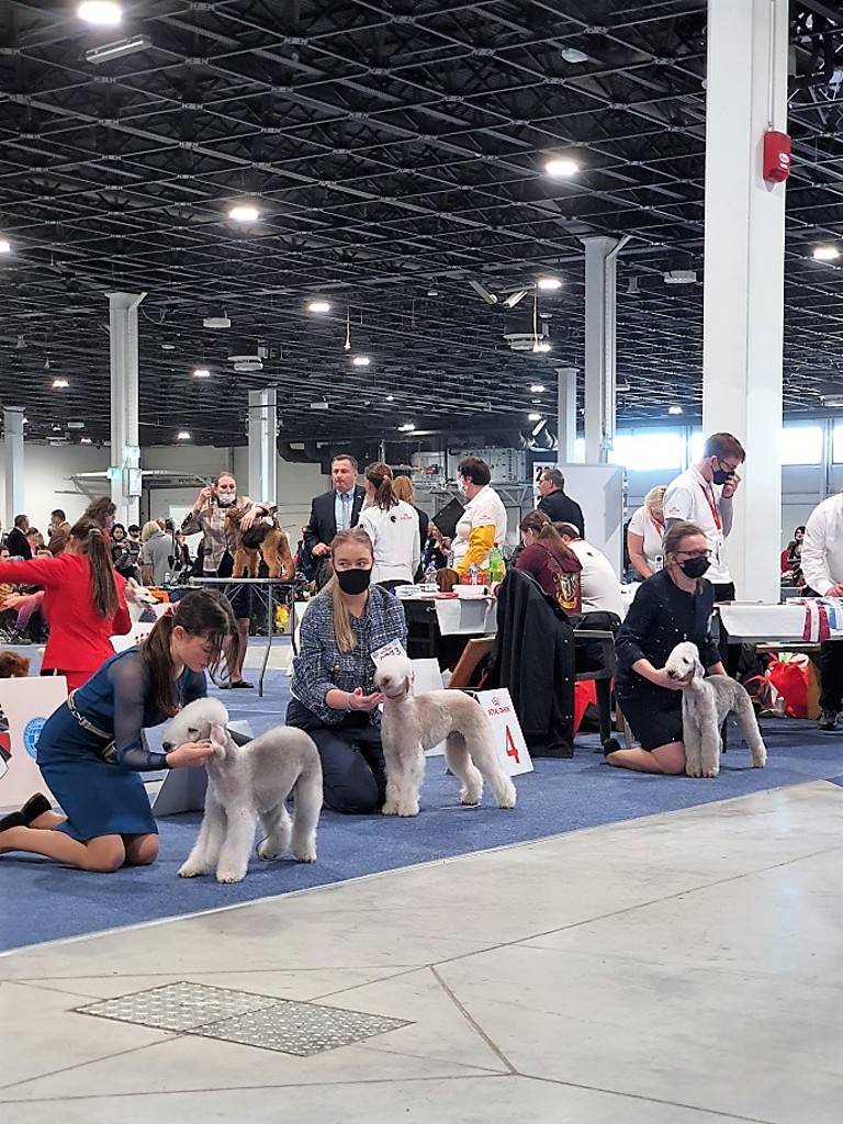 Euro Dog Show 2021 Budapest Dog Puppy Class 06