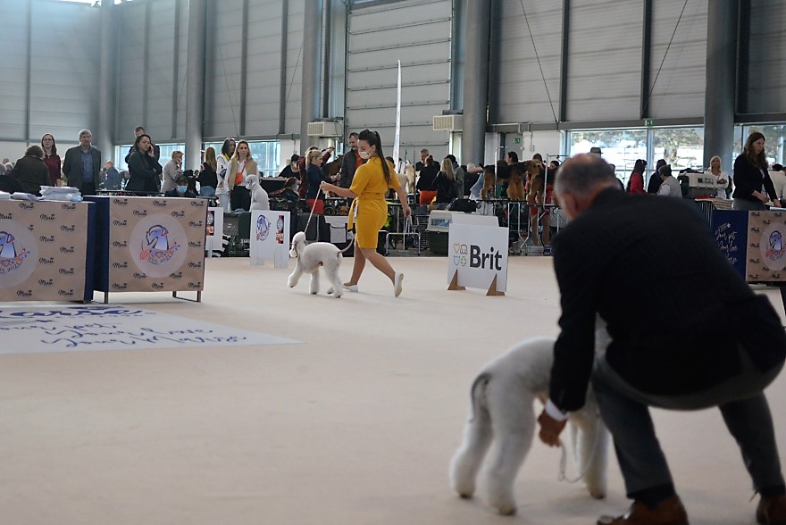 World Dog Show 2021 Brno Magic Mike Mavertigo 01