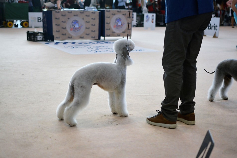 World Dog Show 2021 Brno Woollywood Superhero I. Tony Stark 03