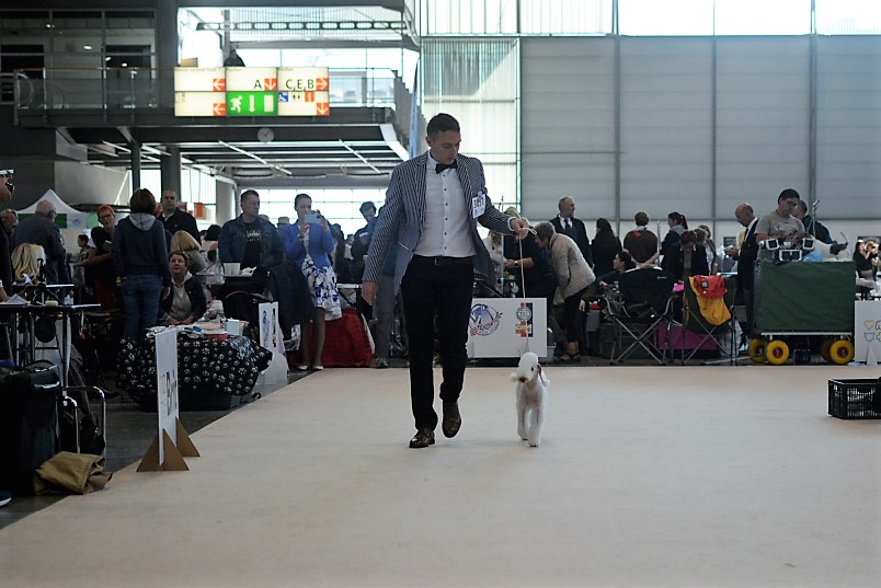World Dog Show 2021 Brno Maleficent Mavertigo 14