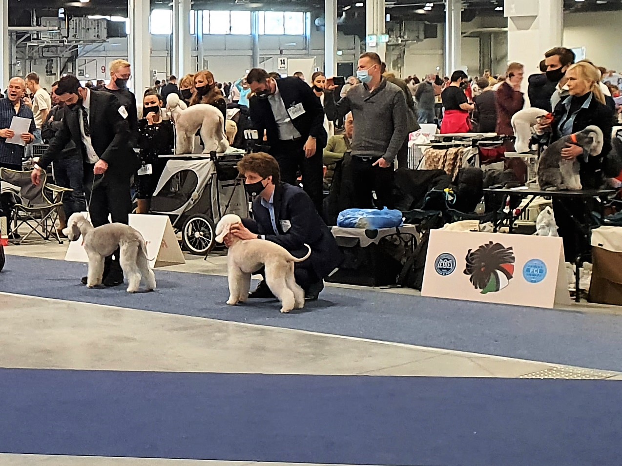 Euro Dog Show 2021 Budapest Woollywood Gothamstars V. Dick Grayson 01