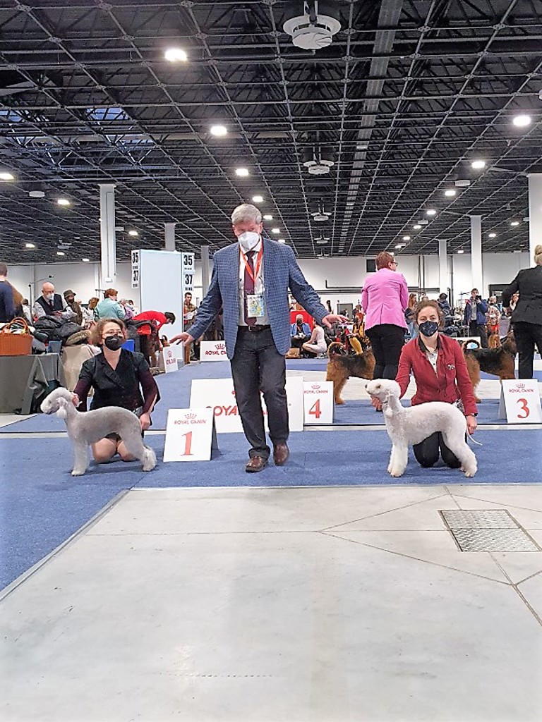 Euro Dog Show 2021 Budapest Bitch Champion Class 16