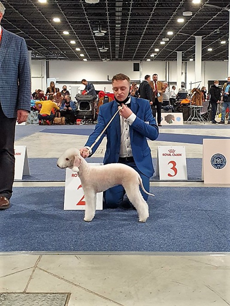 Euro Dog Show 2021 Budapest Maleficent Mavertigo 01