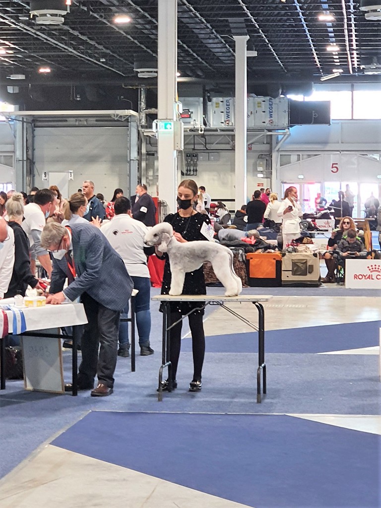 Euro Dog Show 2021 Budapest Woollywood Superhero II. Peter Quill 02