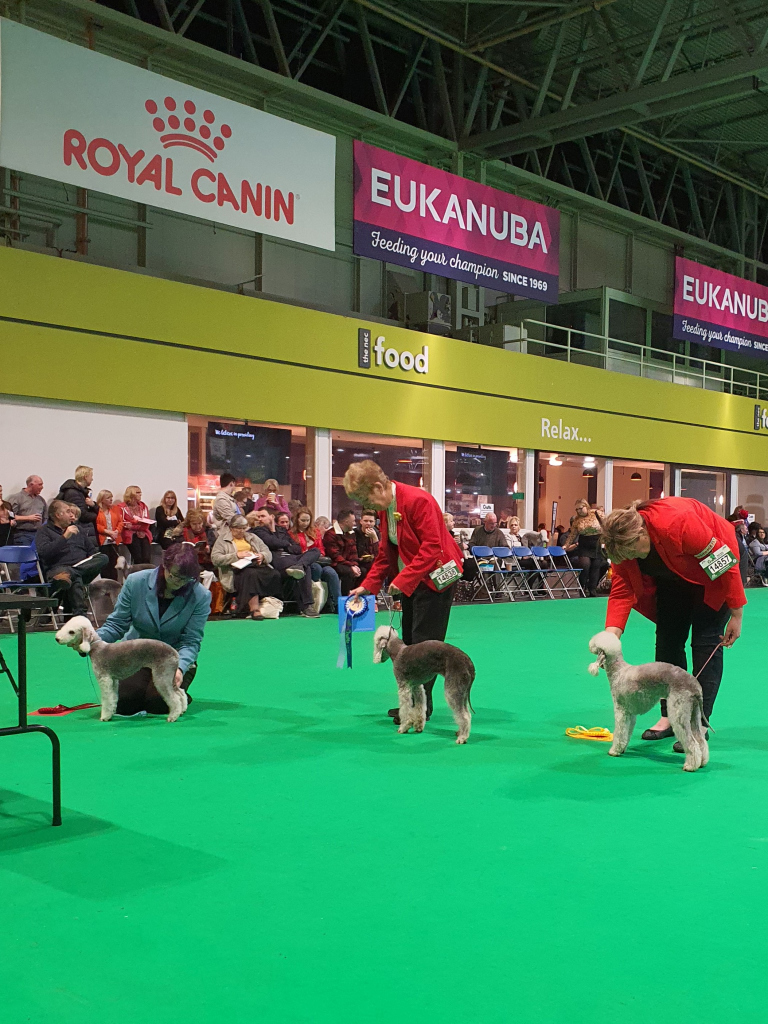 Crufts 2020 Bitch Junior Class Winners