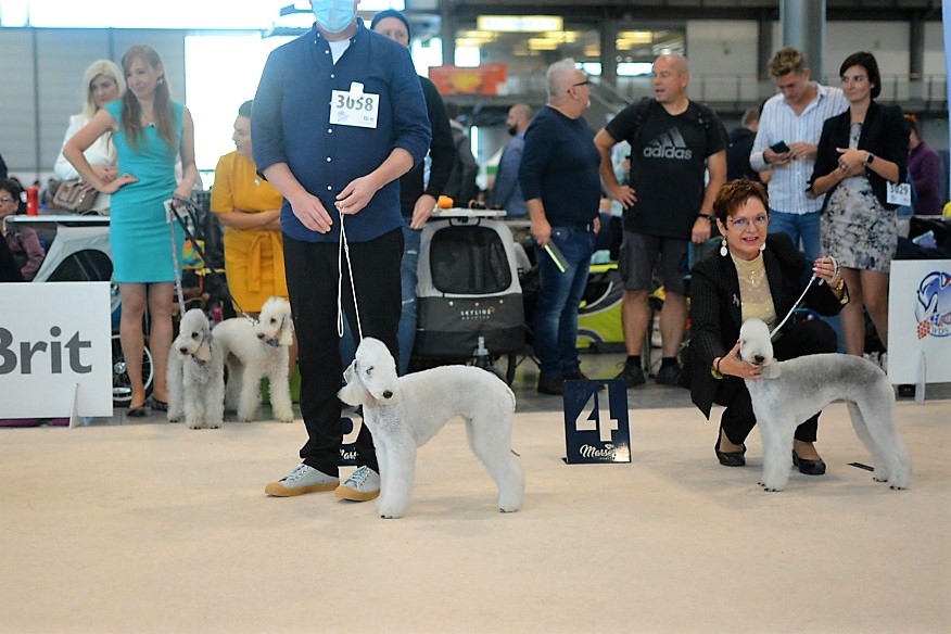 World Dog Show 2021 Brno Salt Of Life Garden Calypsa 10