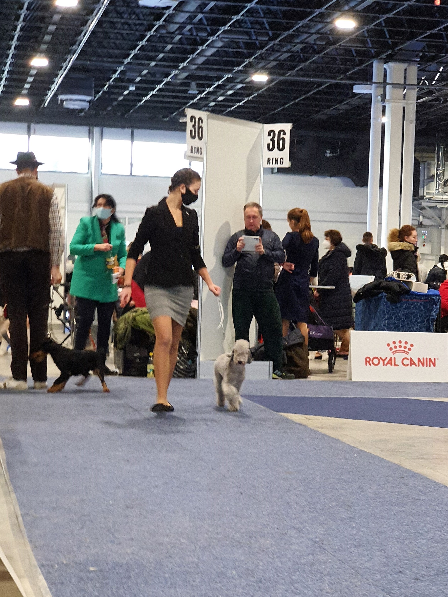 Euro Dog Show 2021 Budapest Woollywood Superhero III. T'challa 01