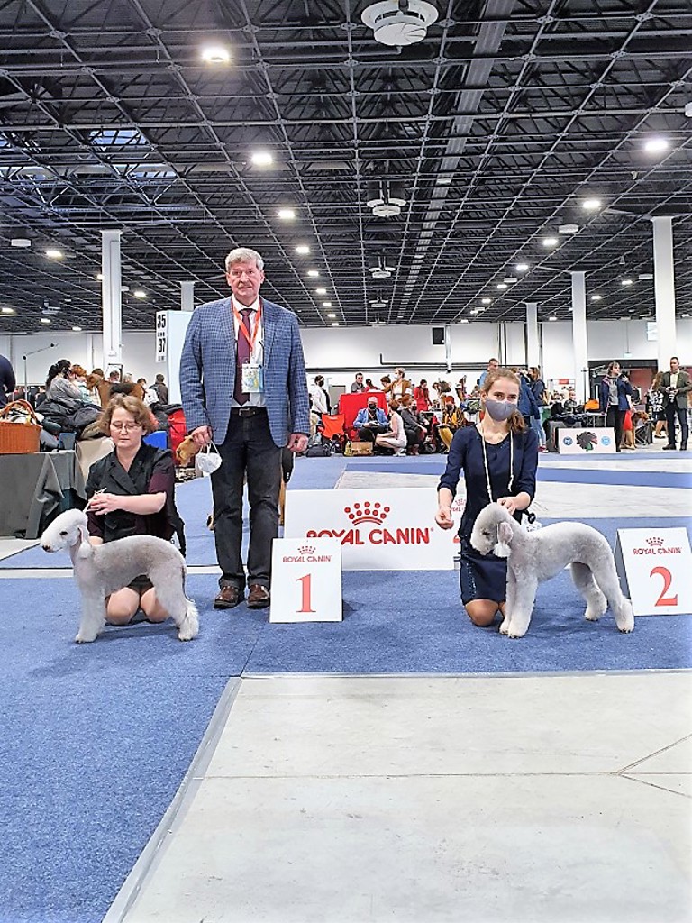 Euro Dog Show 2021 Budapest Bitch CACIB 07