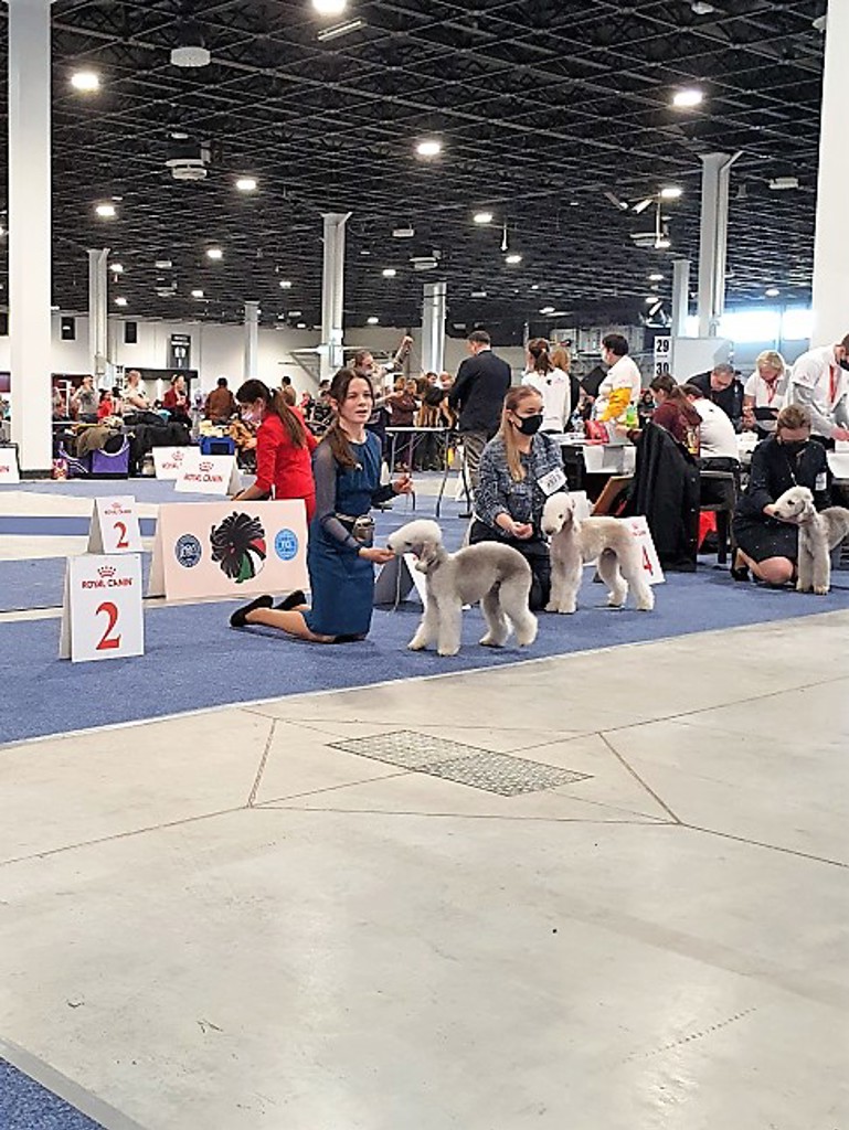 Euro Dog Show 2021 Budapest L'end Show My Mojo 01