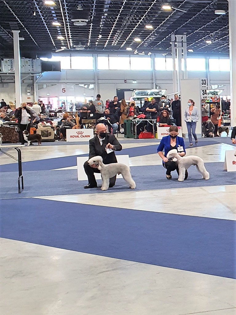 Euro Dog Show 2021 Budapest Bond Von Der Vorgeest 01