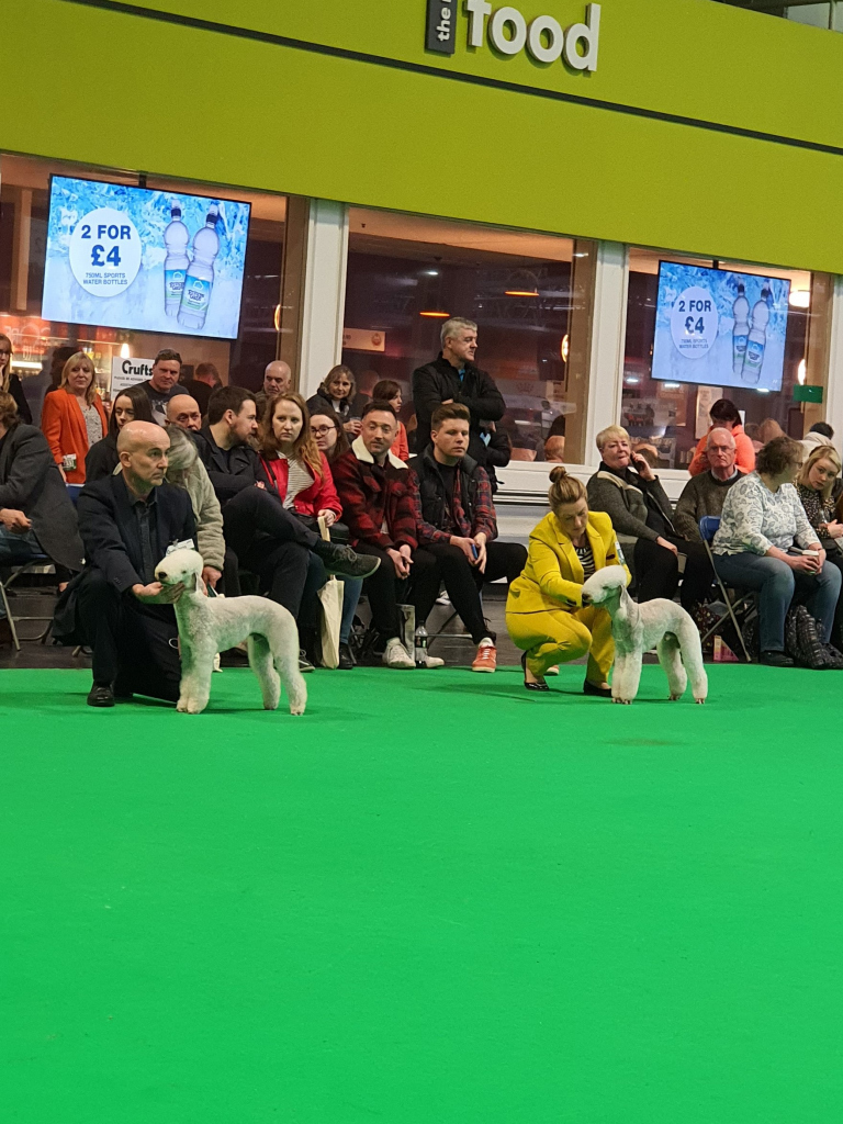 Crufts 2020 Dog Junior Class