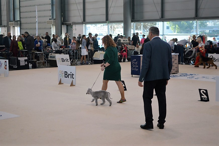 World Dog Show 2021 Brno Qamari Bos Grunniens 07