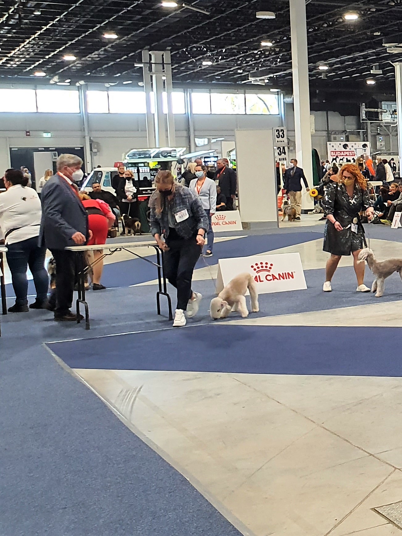 Euro Dog Show 2021 Budapest Brilliant Garden Calypsa 01
